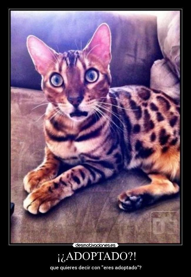 carteles soy adoptado tt_tt desmotivaciones