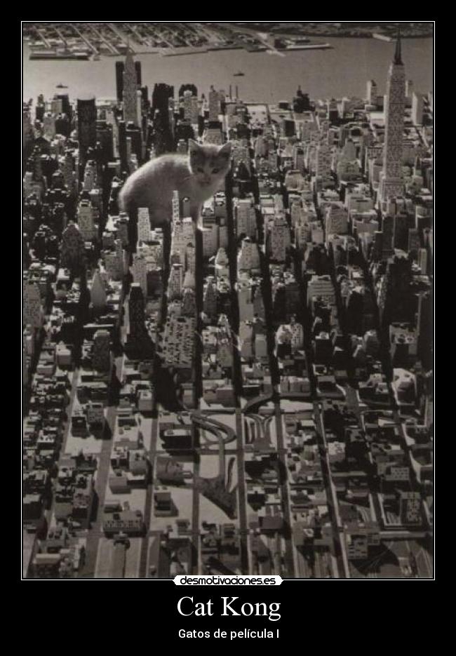 Cat Kong - Gatos de película I