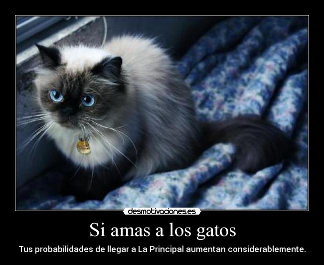 Si amas a los gatos -