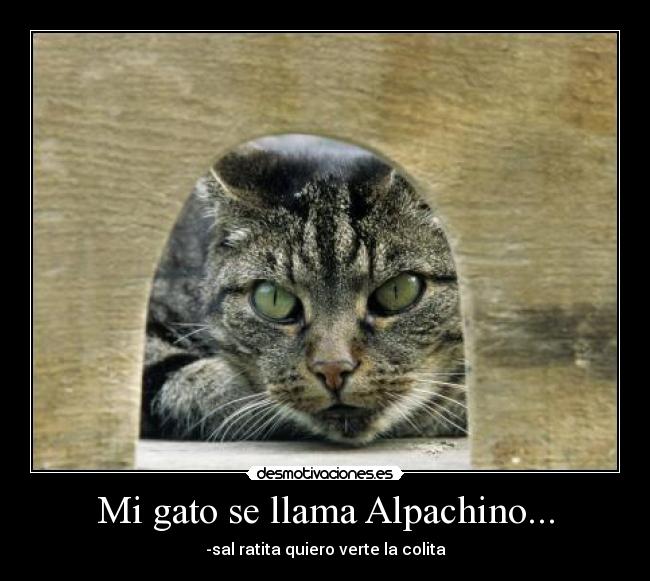 Mi gato se llama Alpachino... - -sal ratita quiero verte la colita