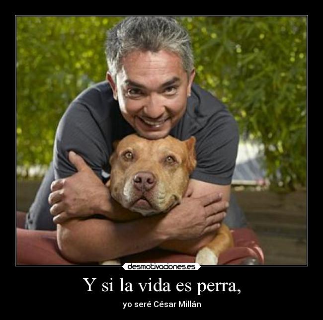 carteles vida vida perra cesar millan desmotivaciones