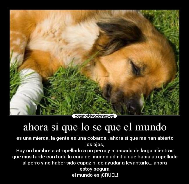 ahora si que lo se que el mundo - es una mierda, la gente es una cobarde.. ahora si que me han abierto
los ojos,
Hoy un hombre a atropellado a un perro y a pasado de largo mientras
que mas tarde con toda la cara del mundo admitia que habia atropellado
al perro y no haber sido capaz ni de ayudar a levantarlo... ahora
estoy segura
el mundo es ¡CRUEL!
