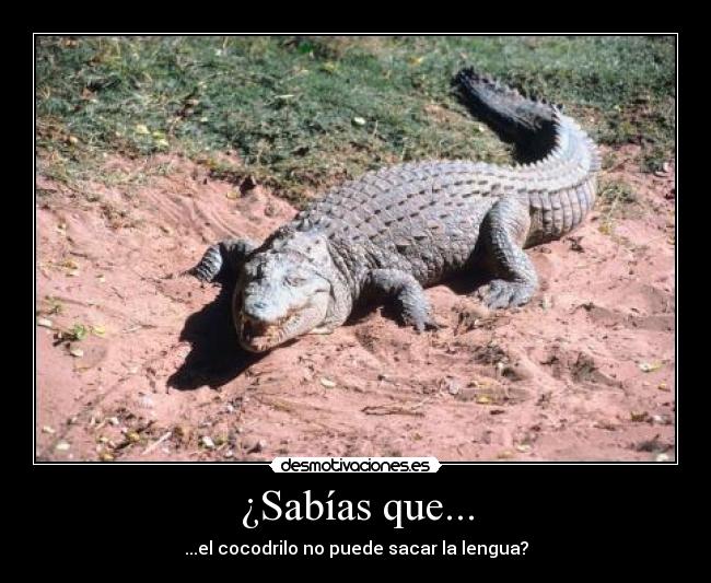 ¿Sabías que... -