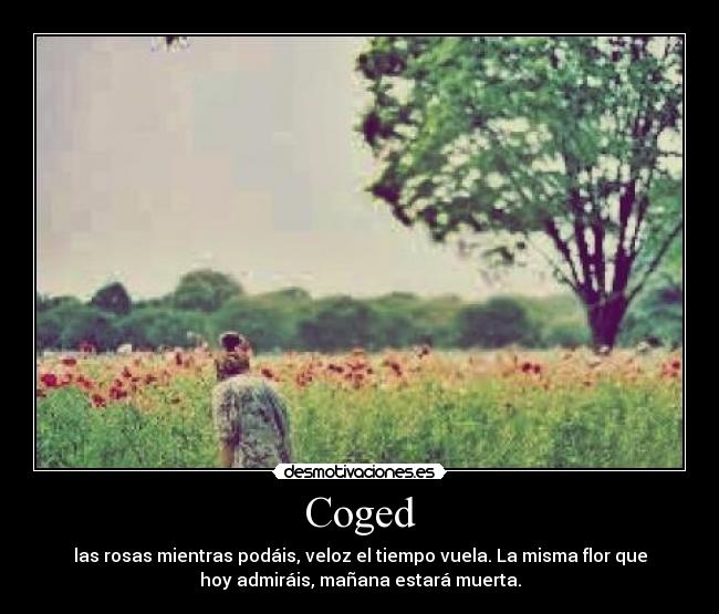 Coged - las rosas mientras podáis, veloz el tiempo vuela. La misma flor que
hoy admiráis, mañana estará muerta.