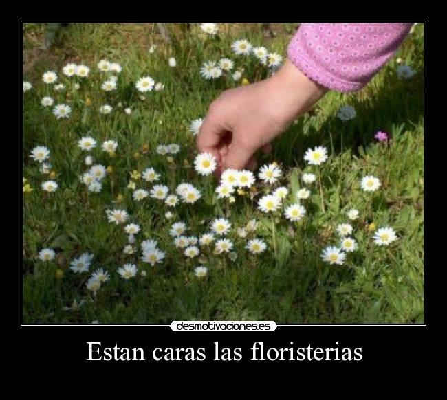 Estan caras las floristerias -