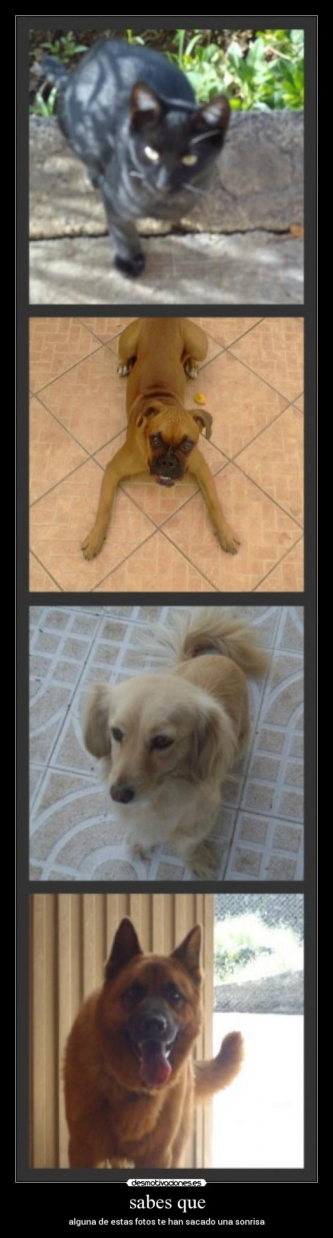 sabes que - alguna de estas fotos te han sacado una sonrisa