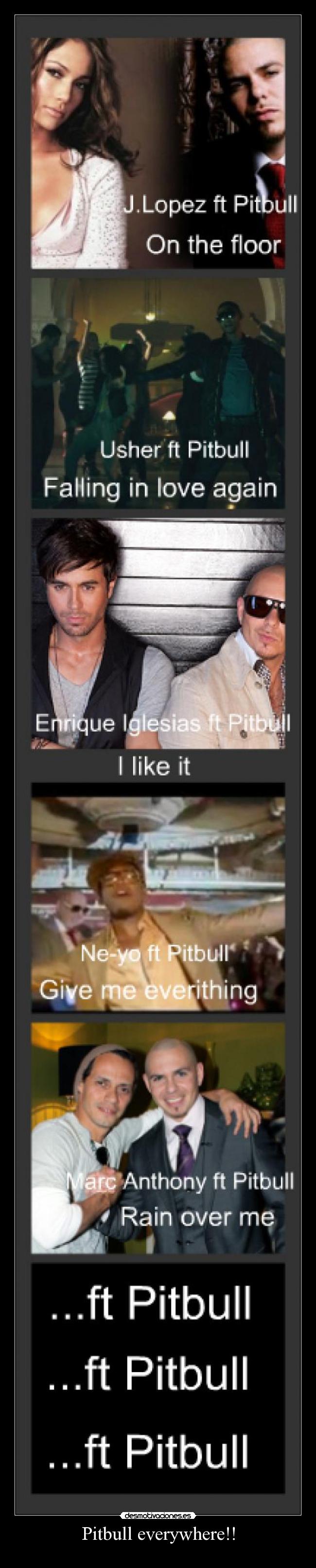 Pitbull everywhere!! - 