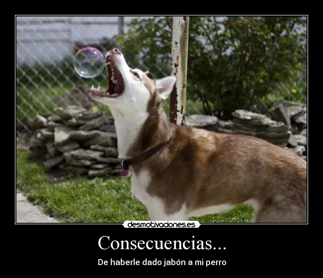 Consecuencias... - De haberle dado jabón a mi perro