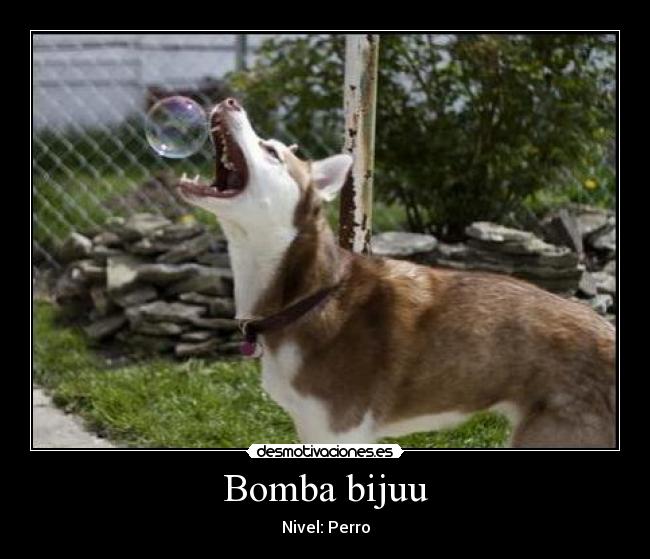 carteles bomba bijuu nivel perro desmotivaciones