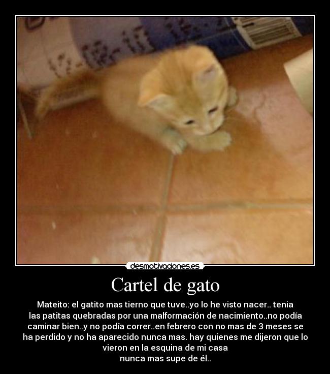 Cartel de gato -