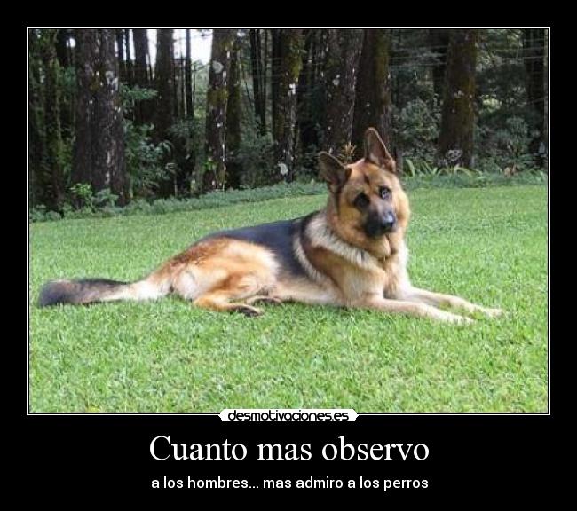 Cuanto mas observo - a los hombres... mas admiro a los perros
