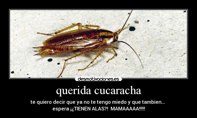 querida cucaracha - 