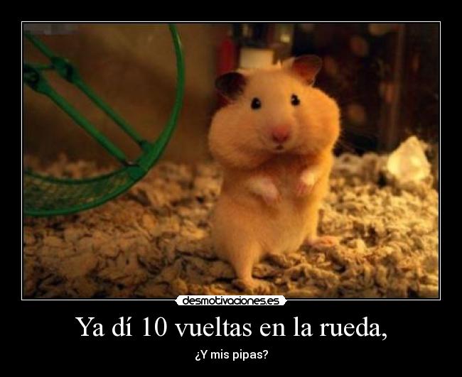 Ya dí 10 vueltas en la rueda, -