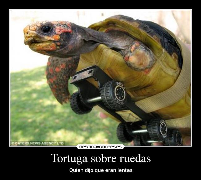 Tortuga sobre ruedas - 