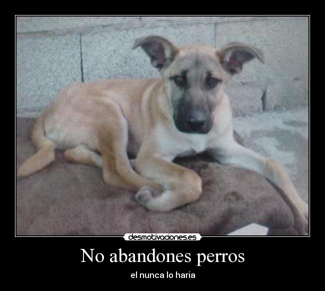 No abandones perros - 