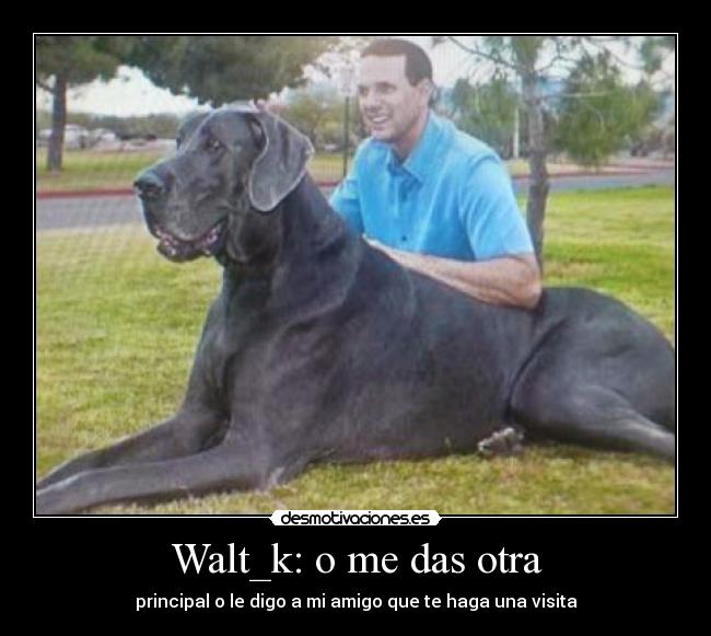 Walt_k: o me das otra - principal o le digo a mi amigo que te haga una visita