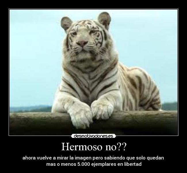 Hermoso no?? -