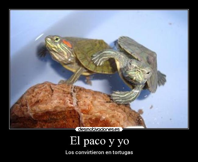 El paco y yo - Los convirtieron en tortugas