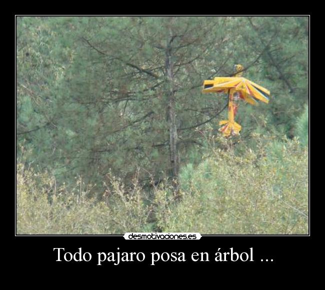 Todo pajaro posa en árbol ... - 