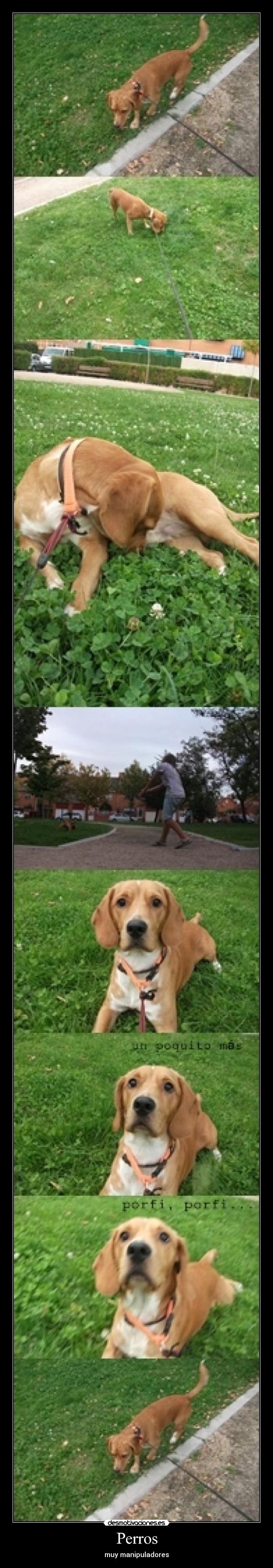 Perros - muy manipuladores