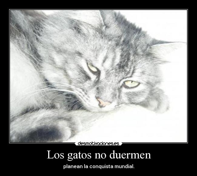 Los gatos no duermen - planean la conquista mundial.