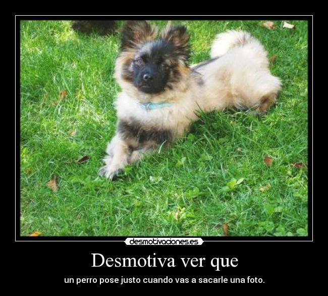 Desmotiva ver que - un perro pose justo cuando vas a sacarle una foto.