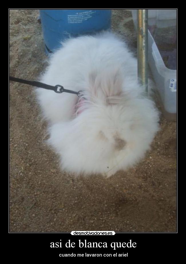 asi de blanca quede - 