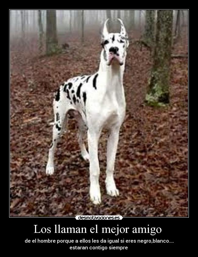 Los llaman el mejor amigo  - de el hombre porque a ellos les da igual si eres negro,blanco....
estaran contigo siempre 