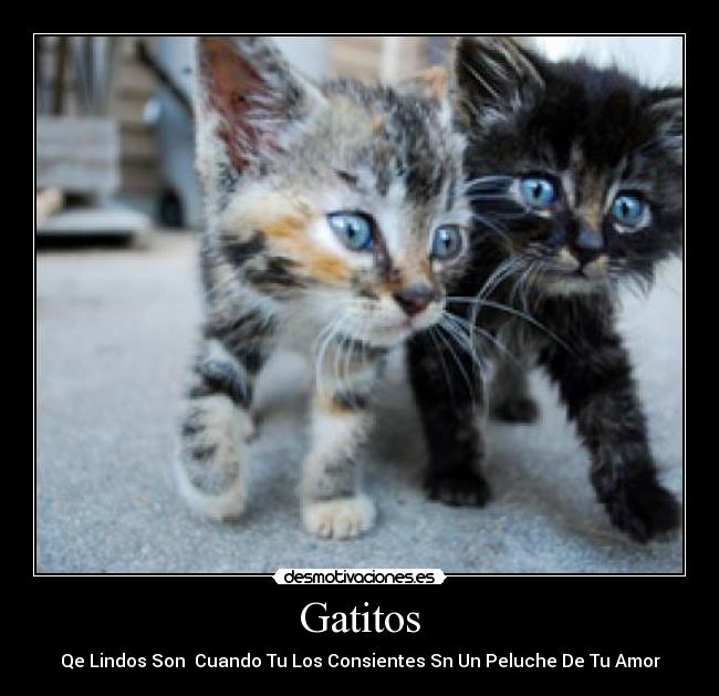 Gatitos - Qe Lindos Son  Cuando Tu Los Consientes Sn Un Peluche De Tu Amor