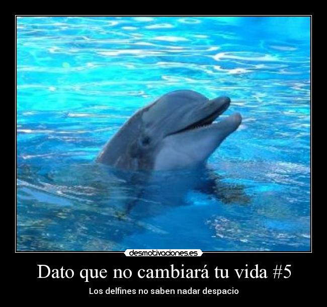 Dato que no cambiará tu vida #5 - 