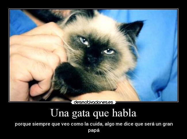 Una gata que habla - porque siempre que veo como la cuida, algo me dice que será un gran papá