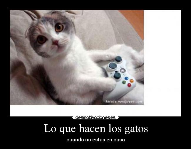 Lo que hacen los gatos - cuando no estas en casa