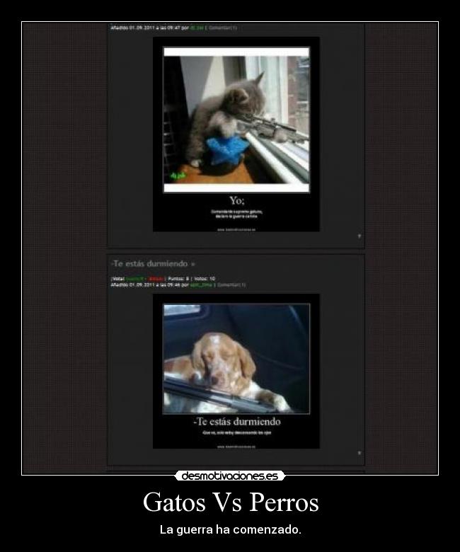 Gatos Vs Perros - La guerra ha comenzado.