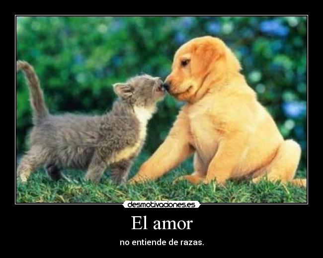 El amor - no entiende de razas.