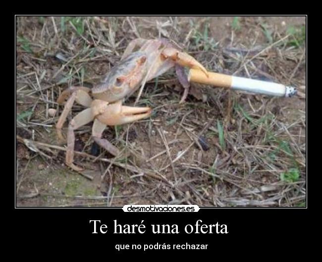 Te haré una oferta -