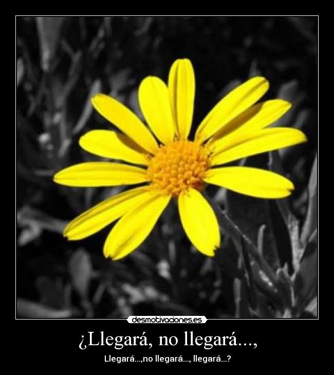¿Llegará, no llegará..., - Llegará...,no llegará..., llegará...?