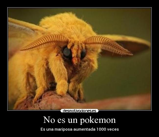 No es un pokemon -