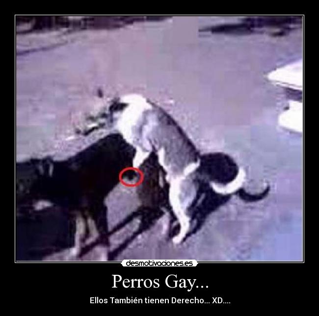 Perros Gay... - Ellos También tienen Derecho... XD....