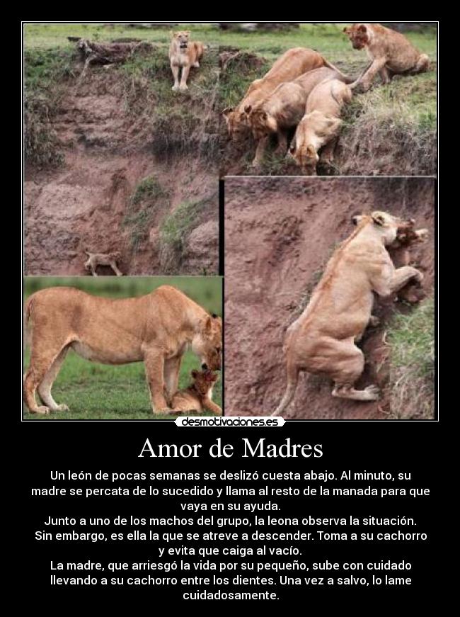 Amor de Madres - Un león de pocas semanas se deslizó cuesta abajo. Al minuto, su
madre se percata de lo sucedido y llama al resto de la manada para que
vaya en su ayuda.
Junto a uno de los machos del grupo, la leona observa la situación.
Sin embargo, es ella la que se atreve a descender. Toma a su cachorro
y evita que caiga al vacío.
La madre, que arriesgó la vida por su pequeño, sube con cuidado
llevando a su cachorro entre los dientes. Una vez a salvo, lo lame
cuidadosamente.