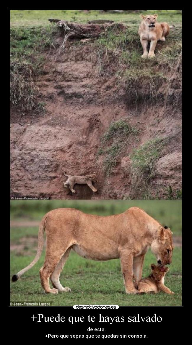 carteles leona preocupada desmotivaciones