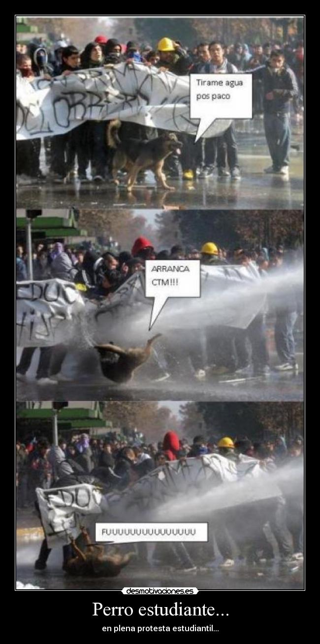 Perro estudiante... - en plena protesta estudiantil...