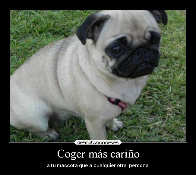 Coger más cariño - a tu mascota que a cualquier otra  persona 