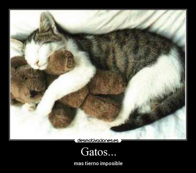 carteles gatos tierno gatos desmotivaciones