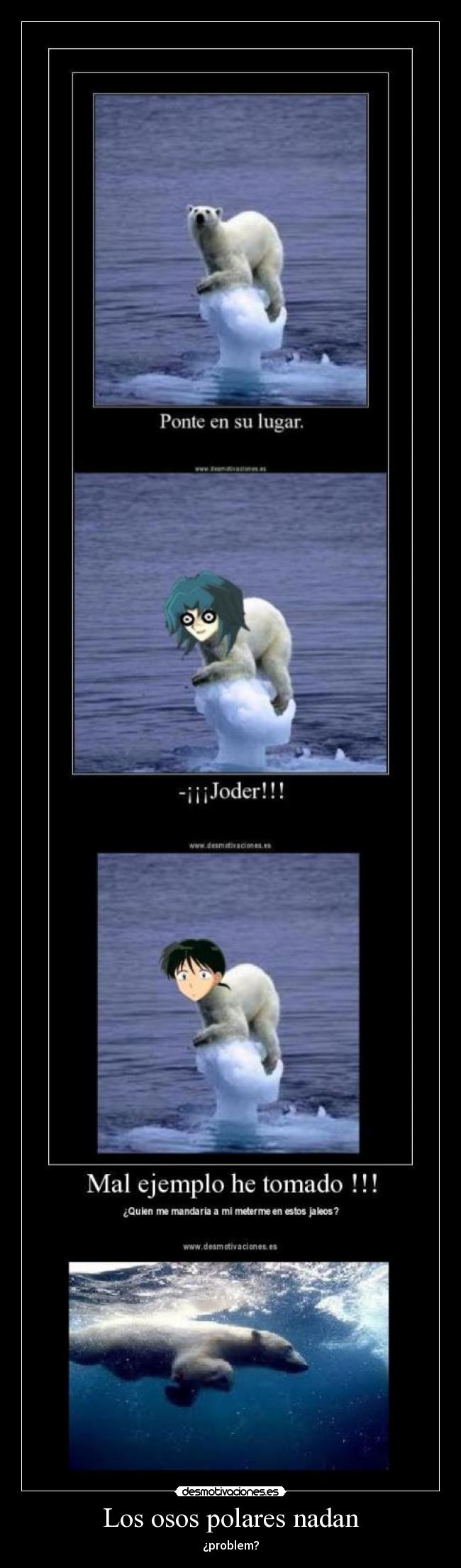 Los osos polares nadan -