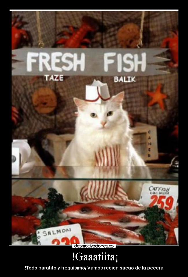 !Gaaatiita¡ - !Todo baratito y frequísimo¡ Vamos recien sacao de la pecera