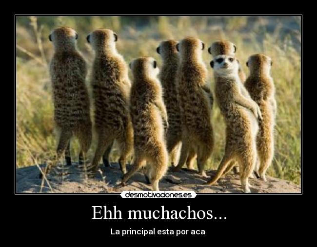 Ehh muchachos... -