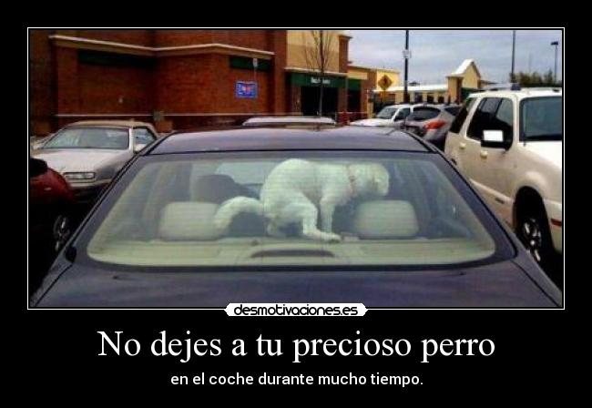 No dejes a tu precioso perro - en el coche durante mucho tiempo.