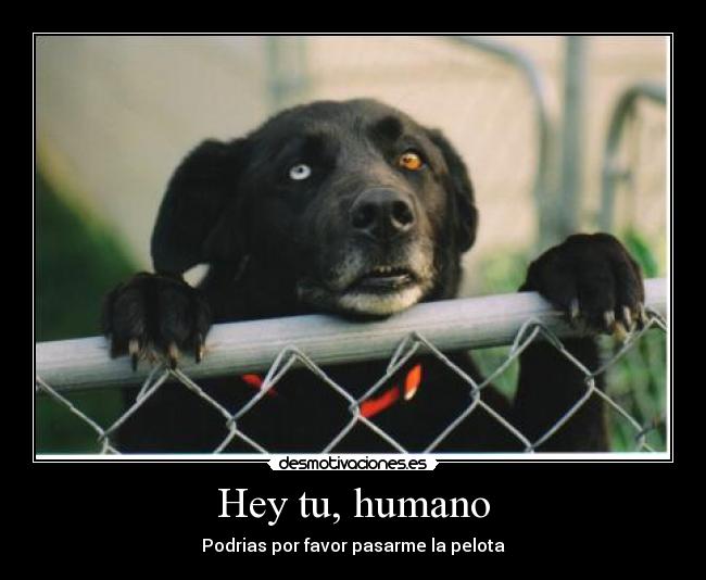 Hey tu, humano - Podrias por favor pasarme la pelota