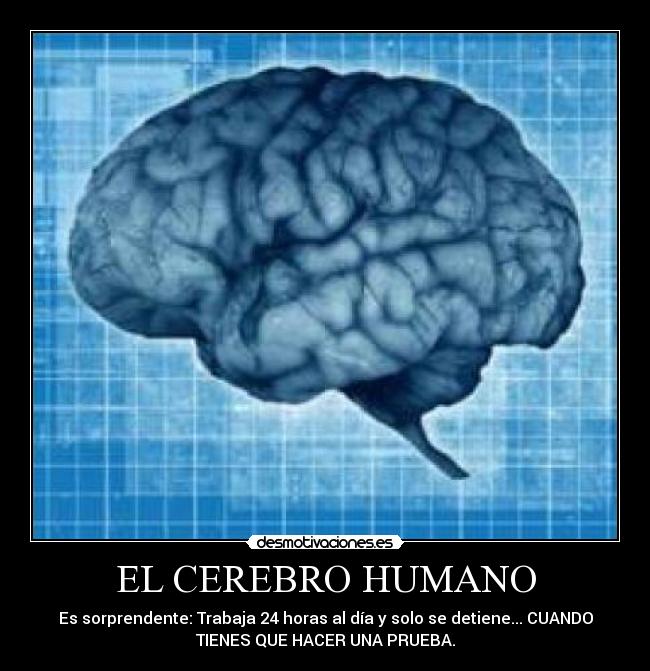 EL CEREBRO HUMANO - 