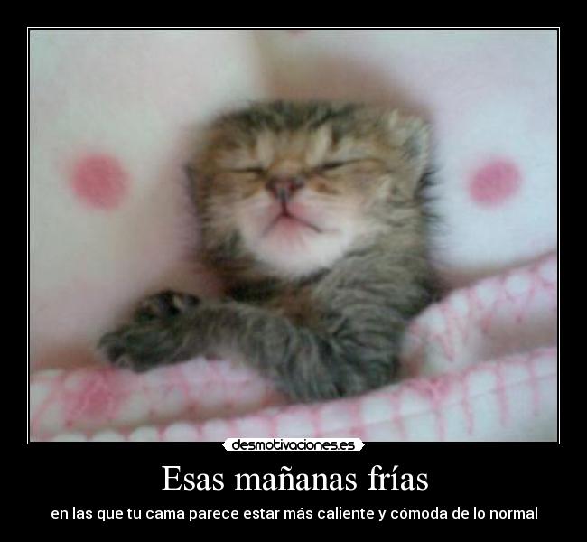 Esas mañanas frías - en las que tu cama parece estar más caliente y cómoda de lo normal